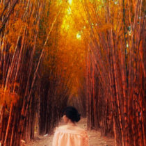 Misteri Hutan Bambu