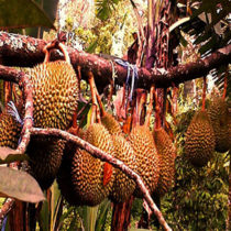 Cerita Misteri Pohon Durian