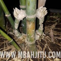 Khasiat Pusaka Bambu Petuk
