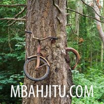 Misteri Sepeda Tua Yang Dimakan Pohon, Kok Bisa?