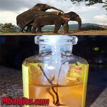 Khasiat Dan Asal Usul Minyak Mani Gajah