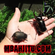 7 Arti Mimpi Hewan Kumbang, Pernah Mengalaminya?